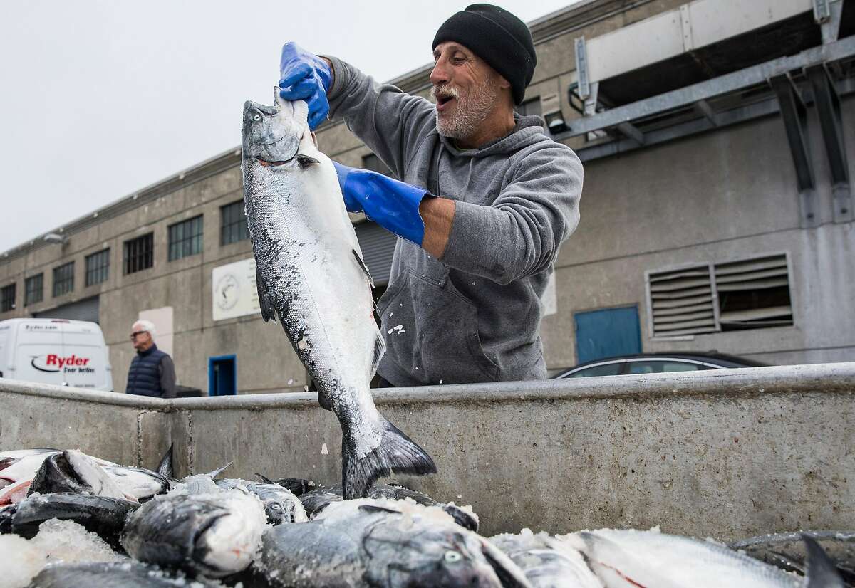 Fish processor Mark Adams works through a haul of salmon from the Pacific Sea fishing boat out of Eureka while on the dock of Pier 45 at Fisherman's Wharf in San Francisco, Calif. Friday, June 21, 2019.