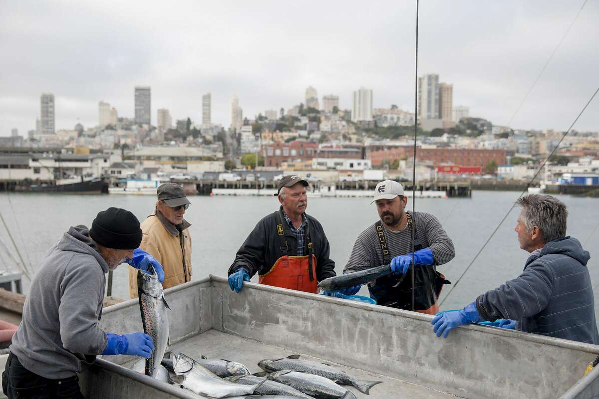 Fish processor Mark Adams (left), Sunlight boat captain Russell Miller (center), deck hand Rueben Quillen (second right), and fish buyer Joe Garofolo work through a haul of salmon from the Sunlight fishing boat out of Eureka while on the dock of Pier 45 at Fisherman's Wharf in San Francisco, Calif. Friday, June 21, 2019.