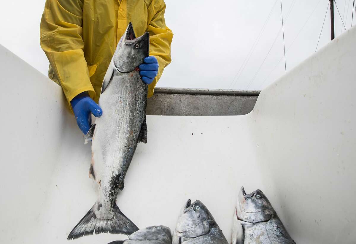 Fish processor Ronald Black works through a haul of salmon from the Pacific Sea fishing boat out of Eureka while on the dock of Pier 45 at Fisherman's Wharf in San Francisco, Calif. Friday, June 21, 2019.