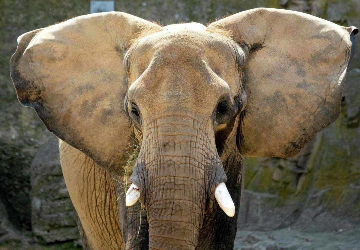An African elephant at an enclosure at the Schoenbrunn Zoo in Vienna, Austria, June 19. A reader thinks the Republicans should choose a different animal to represent their party.