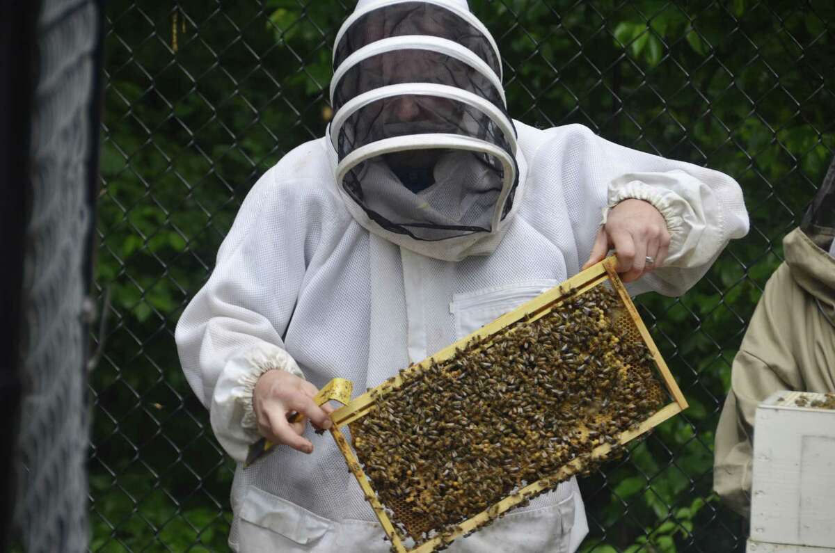 Beekeeper Ben Hurd of Middlebury leads Subway employees in a lesson in beekeeping June 19, 2019, at Subway headquarters in Milford, Conn.