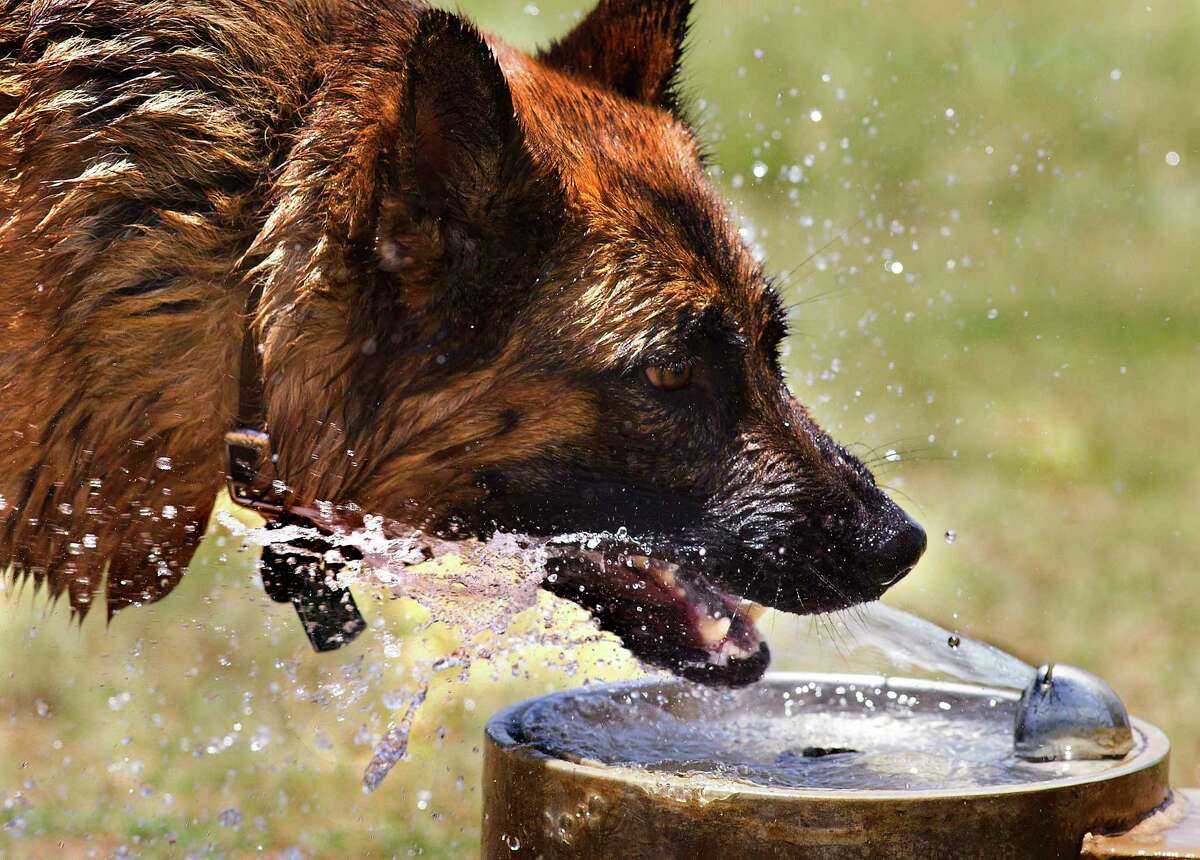 Bardot, a German Sheppard, gets a cool drink from a water fountain at Millie Bush Dog Park.
