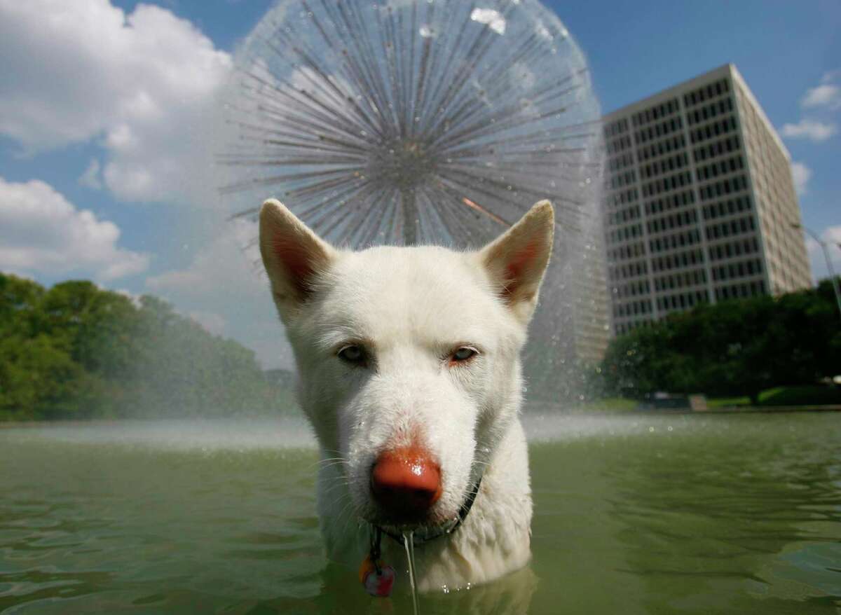 Wolfgang, a husky, plays in the Gus S. Wortham Memorial Fountain on Allen Parkway.
