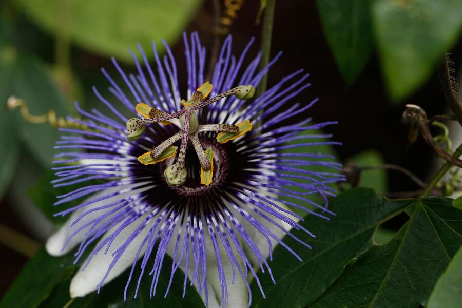 Can psychedelics heal? A growing movement says yes