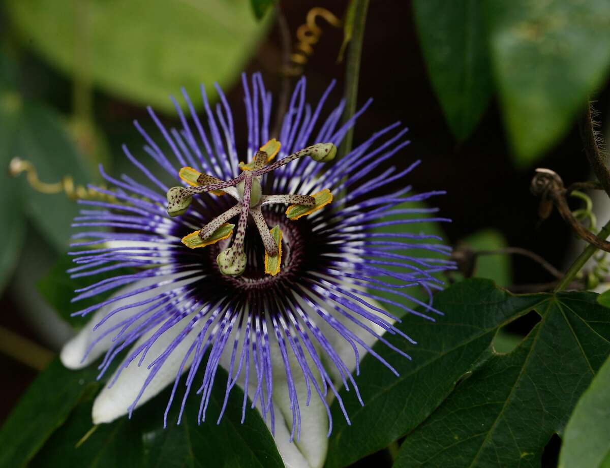 A passionflower with psychedelic properties blooms in a private garden in Oakland, Calif. on Thursday, May 30, 2019.
