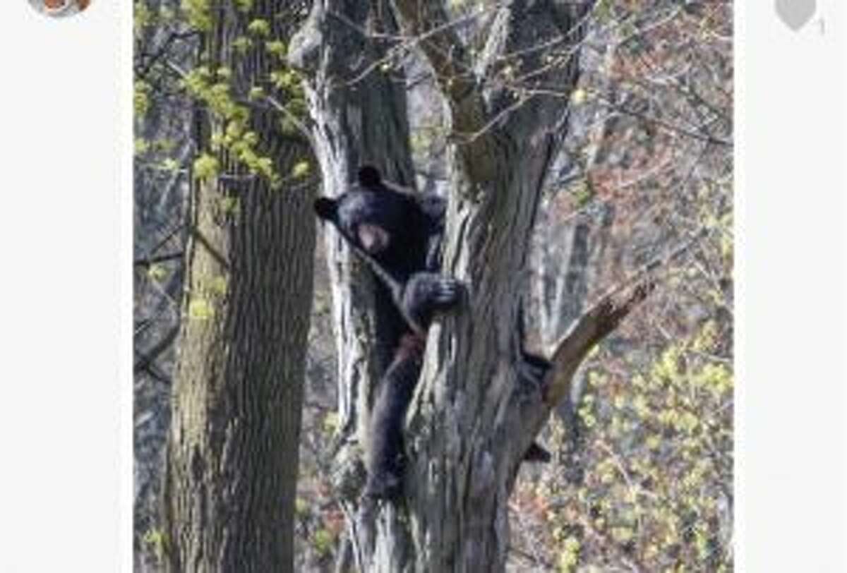 This photo was submitted to the Advertiser and is reportedly a bear that was sighted at 1268 Oenoke Ridge Road. — Photo credit: Jeanna Shepard Photography