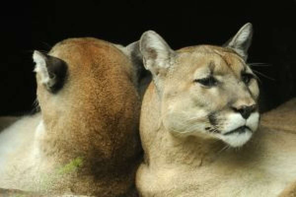 Mountain lion sightings reported in Connecticut, police say