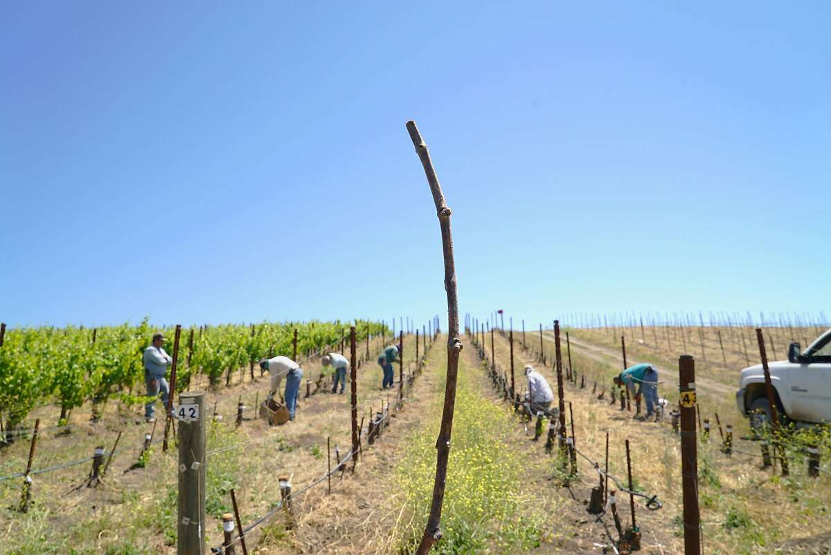 Muscardin vines are grafted at Tablas Creek Vineyard in Paso Robles, the first time Muscardin grapes have ever been introduced to the U.S.