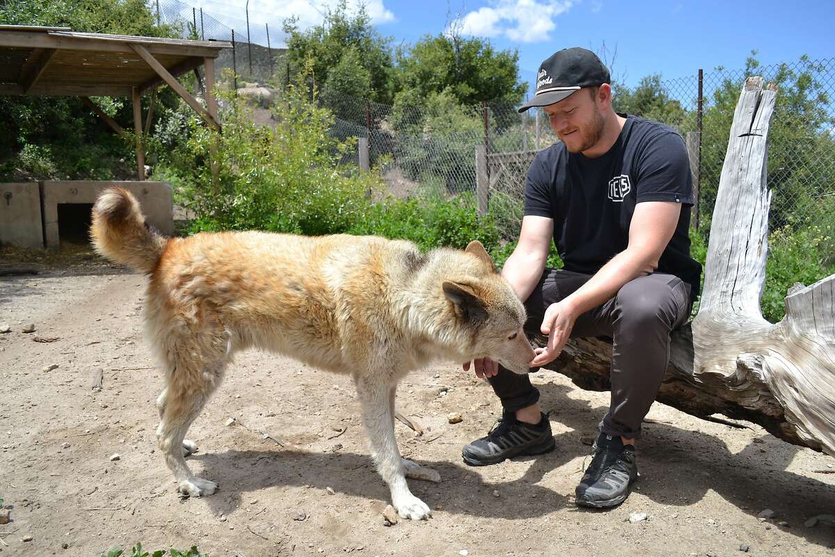 Wolf-dog Malo approaches a visitor in his habitat at Wolf Connection
