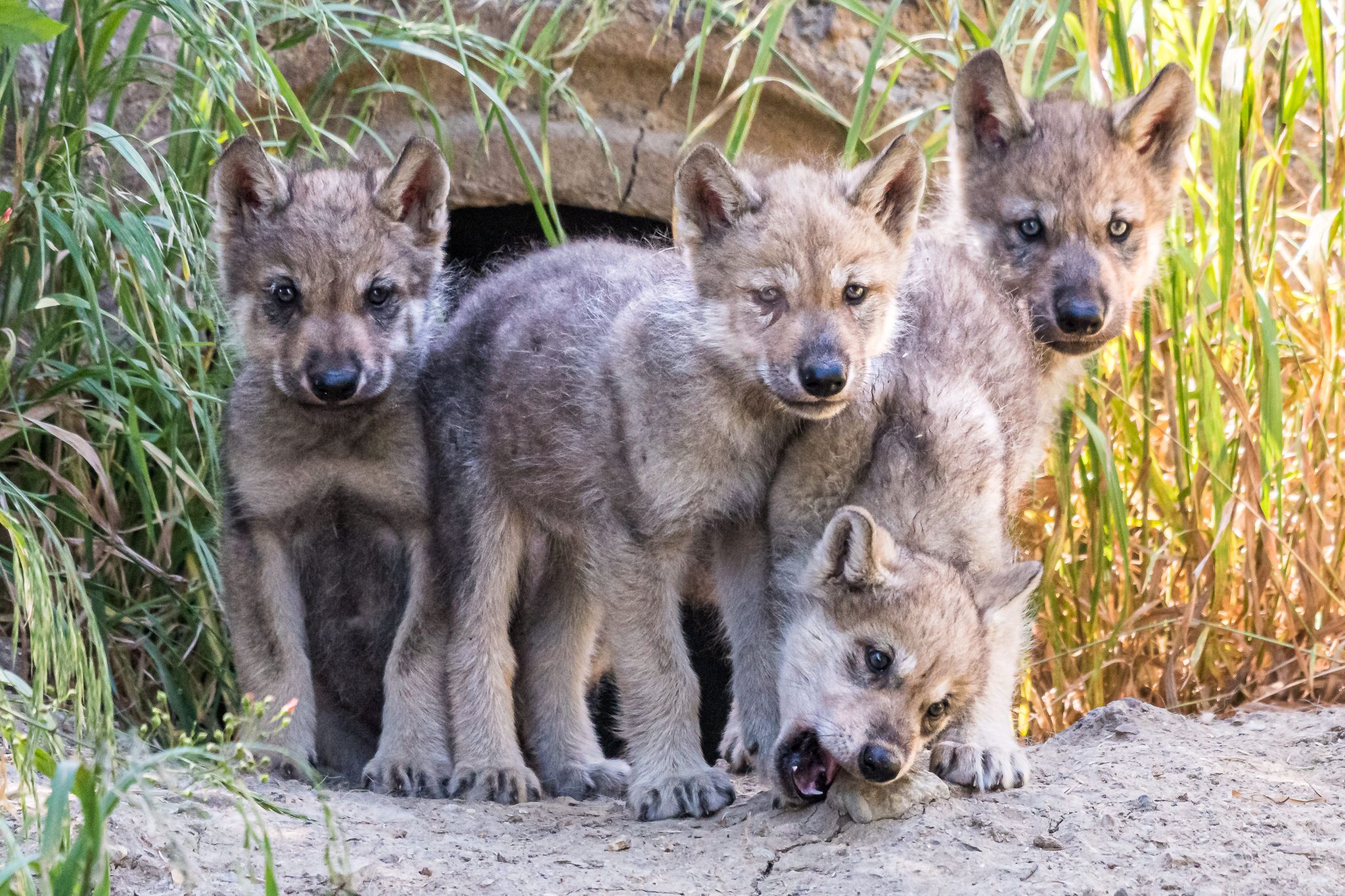 zoo-says-new-wolf-pups-thriving