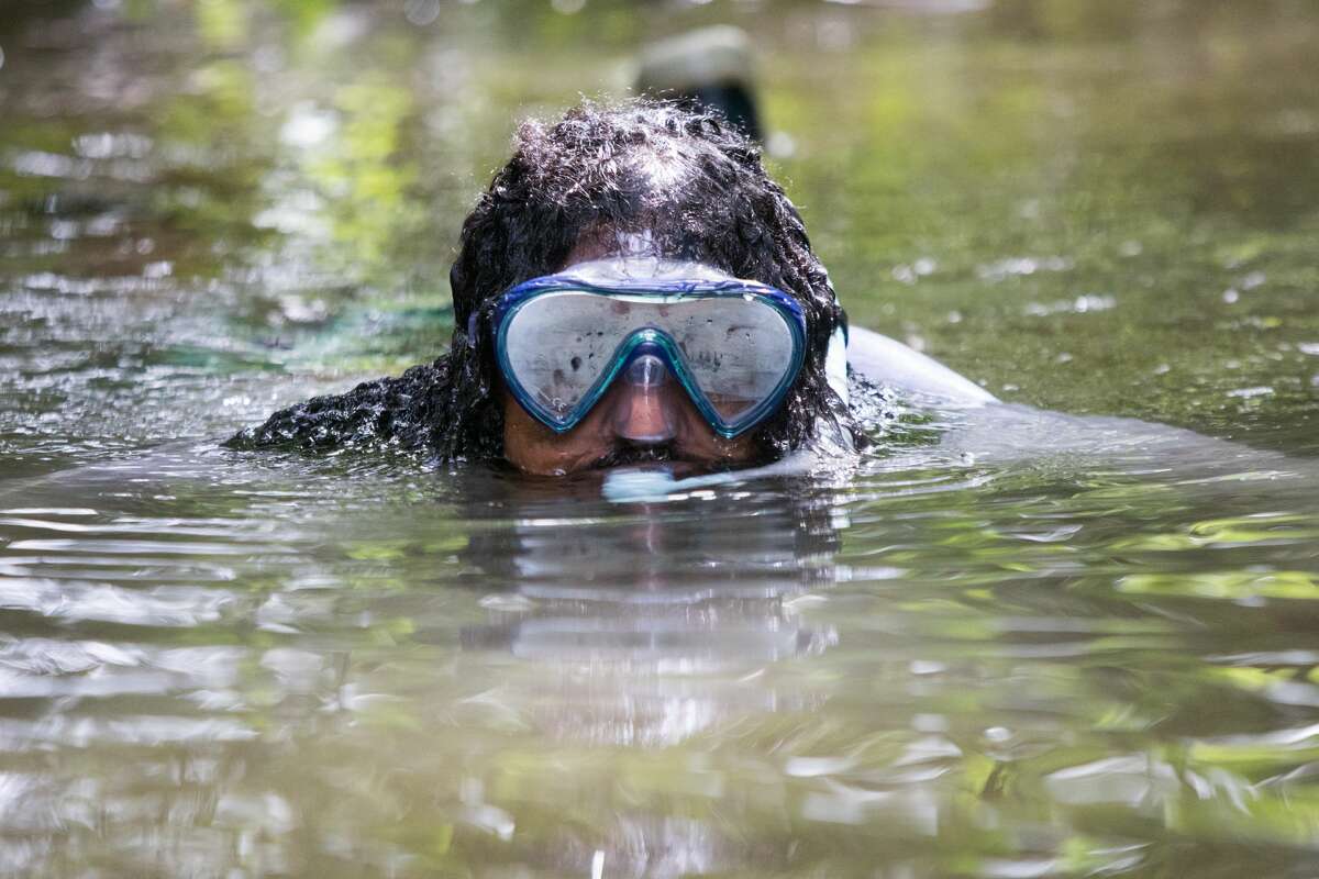 Drew Costley went snorkeling in Sausal Creek in search of fish in Oakland, Calif. on June 24th, 2019.