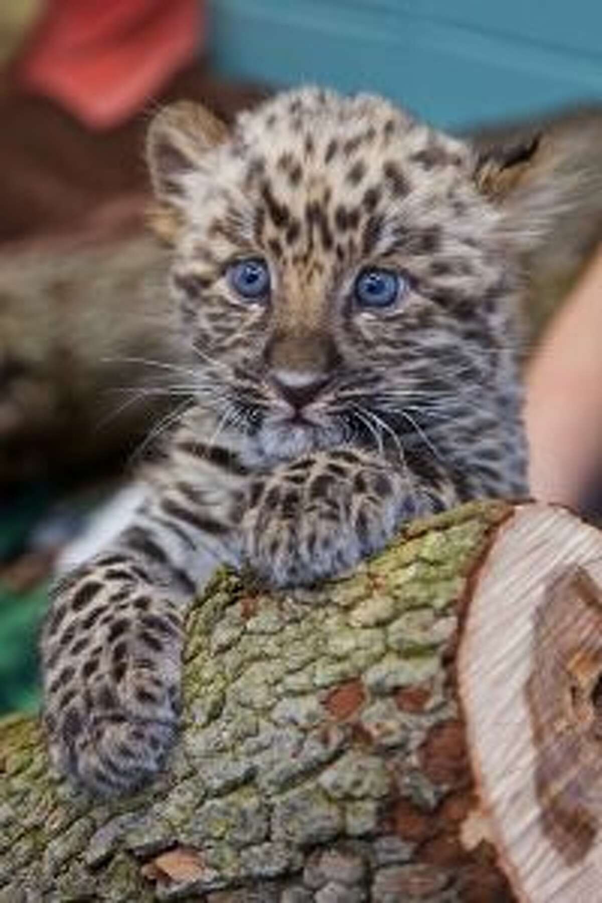 amur leopard cubs in snow