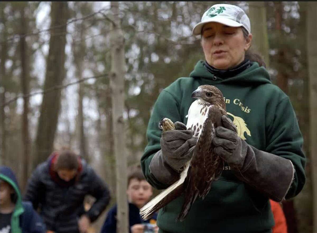 Dara Reid, founder of Weston-based Wildlife in Crisis, holds a red-tailed hawk the organization nursed back to health after it was struck by a vehicle in New Canaan. On Thursday, Feb. 7, the raptor was returned to town to be rereleased into the wild. Jarret Liotta / Hearst Connecticut Media Group