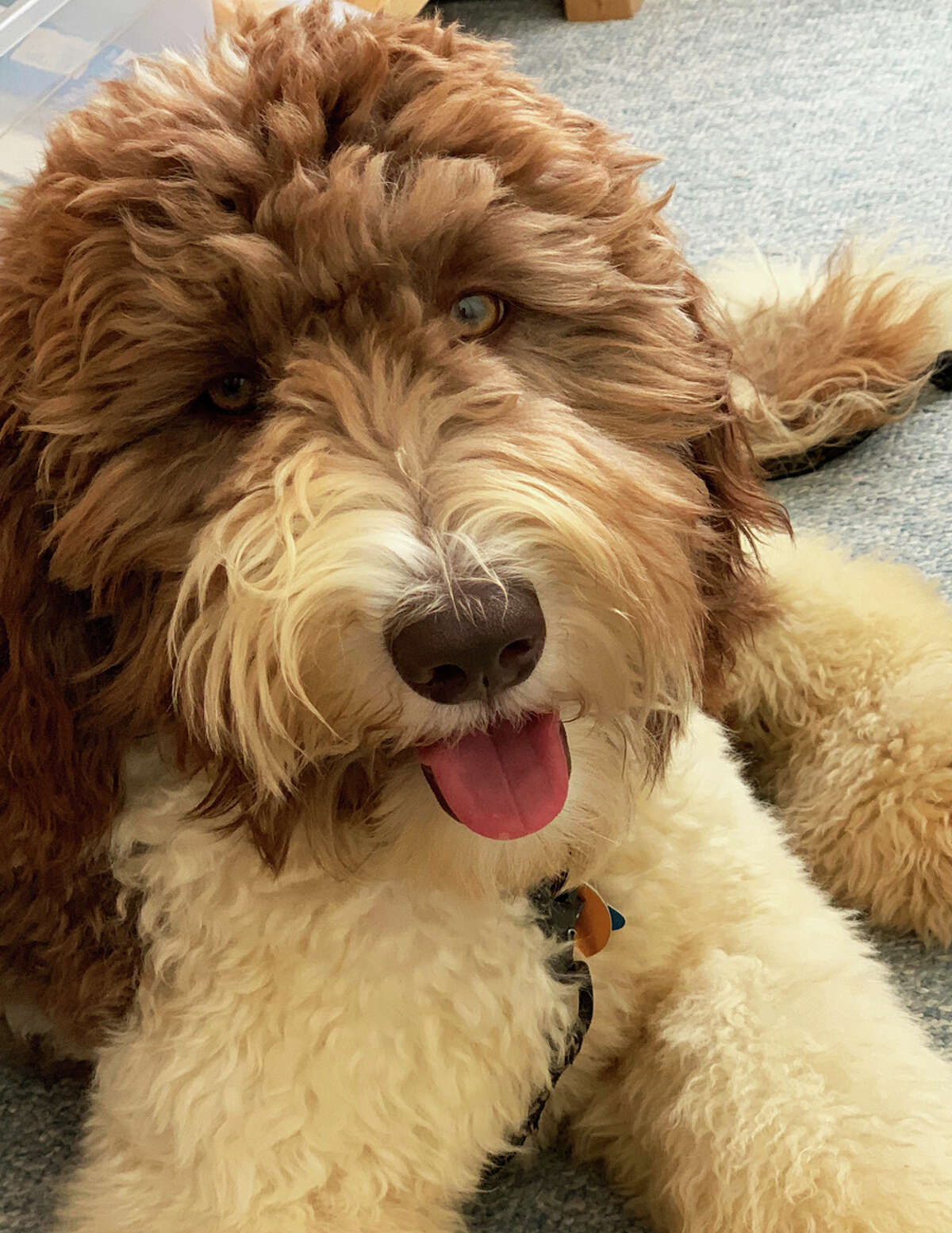 Nine-month-old Goldendoodle Frances is the Pastoral Pup in a new outreach ministry at St. Mark’s Episcopal Church.
