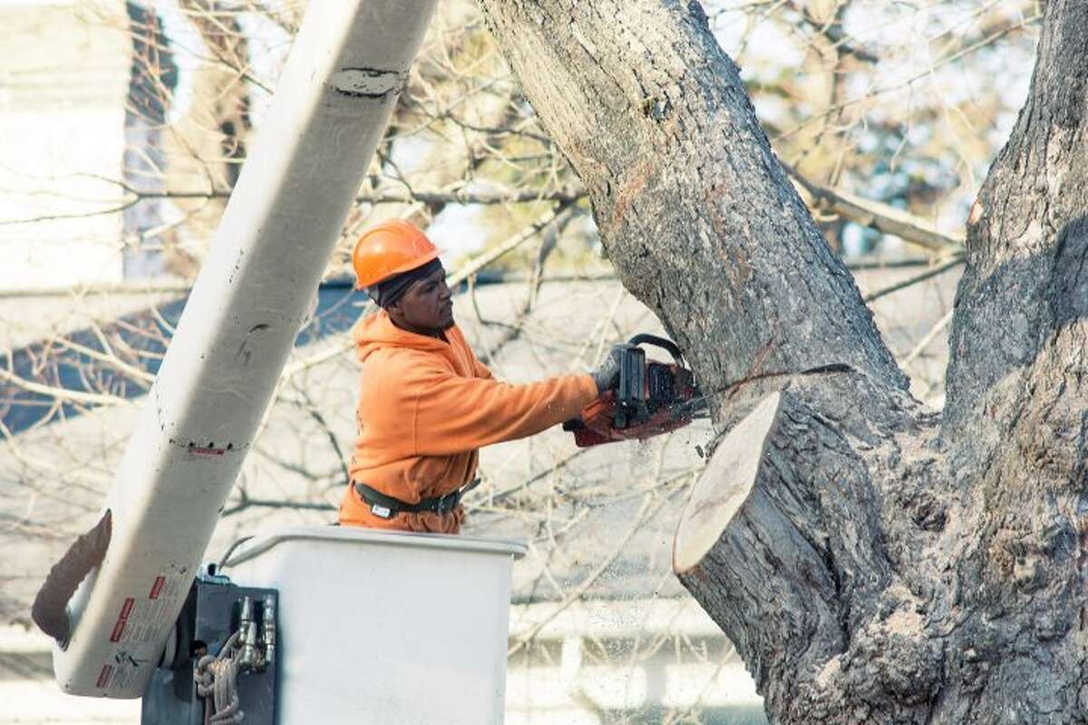 Tree trimming is a regular part of the efforts to maintain utility lines. This tree work went on Thursday, Dec. 8, on Main Street. - Ian Murren photo