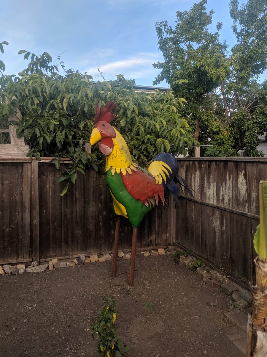 Fowl play: Stolen 7-foot tall rooster recovered, returns home