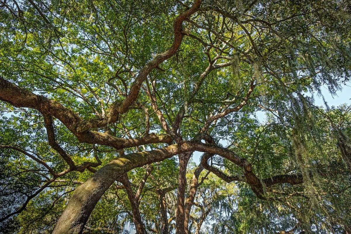 Entwined oak trees looked to photographer Roy Money as if they were interacting in an almost social manner. — Contributed photo