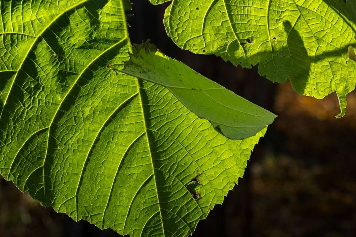 A leaf inspired photographer Roy Money to think about its place in the ecosystem. — Contributed photo