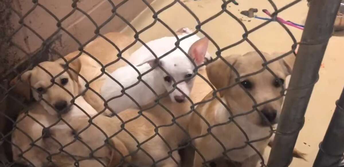 Harris County Animal Shelter 'drowning' in high intake of animals