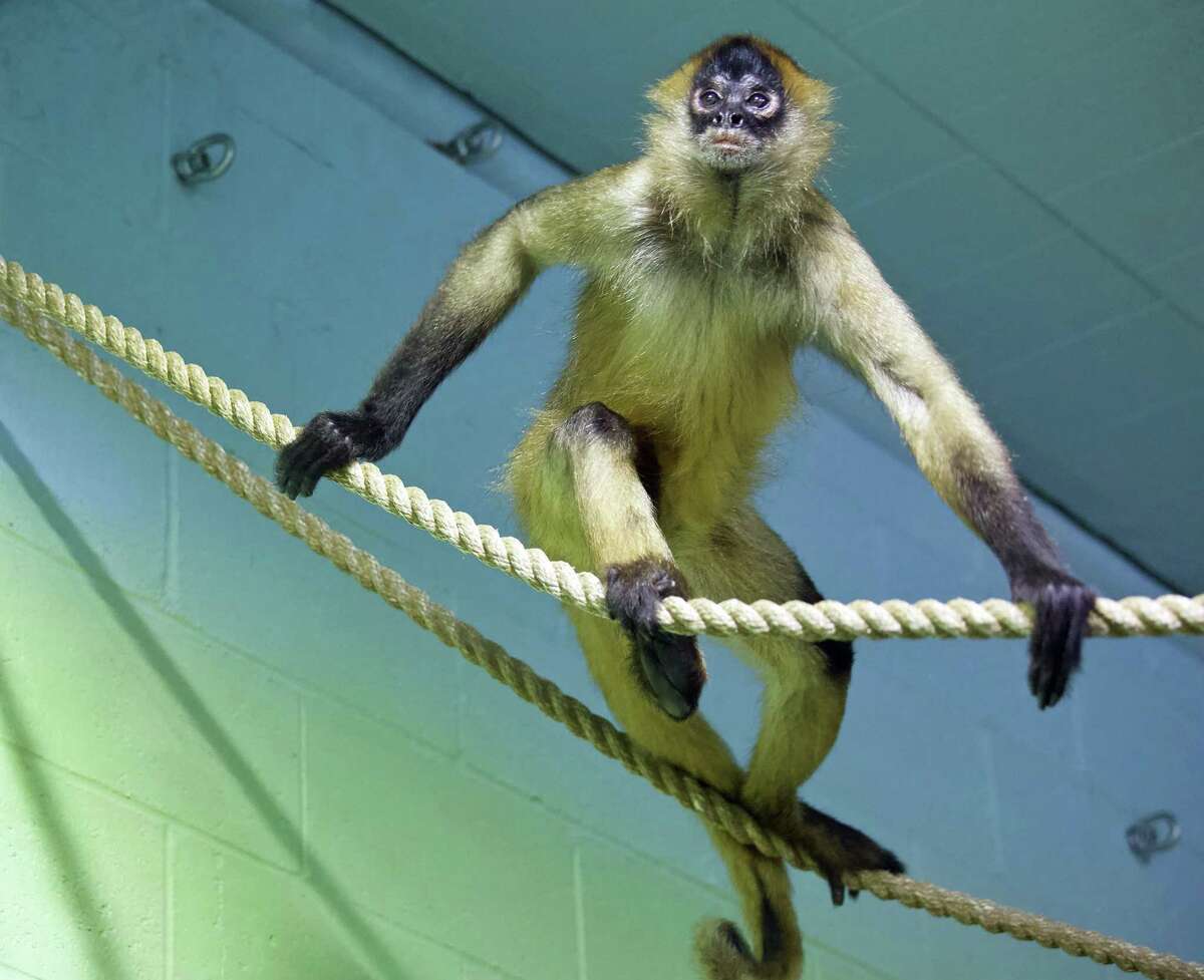 Zoo to welcome spider monkeys to new habitat