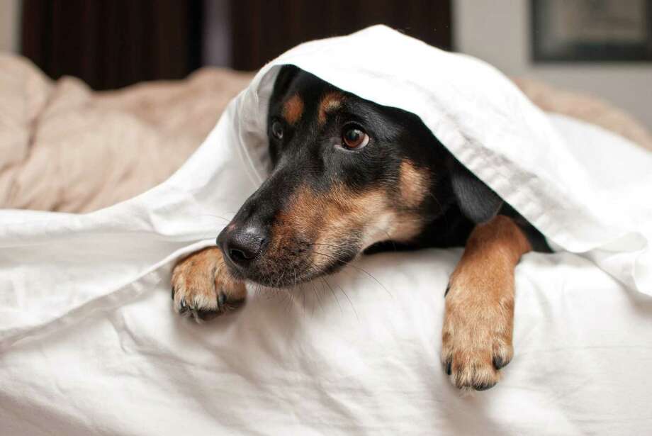 dog anxiety pillow