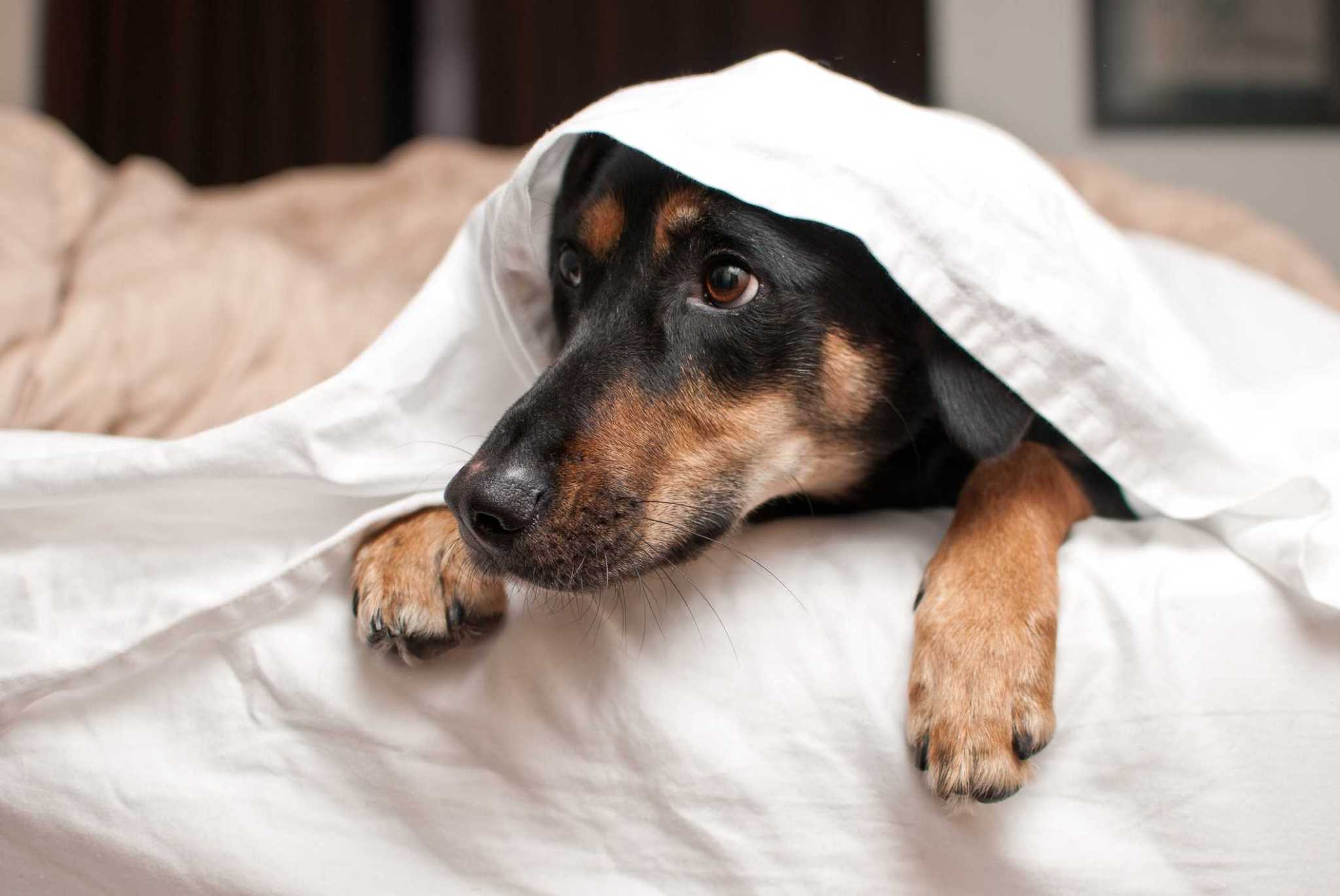 8 ways to ease your dog's anxiety during thunderstorms and fireworks
