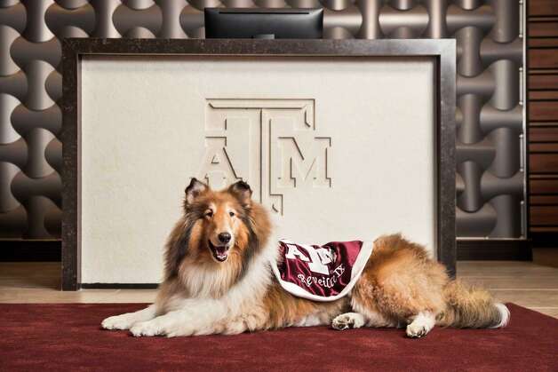 sheltie station dog hotel