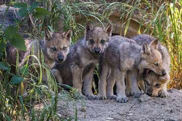 Gray wolf pups at Oakland Zoo symbolize revival for California-native ...