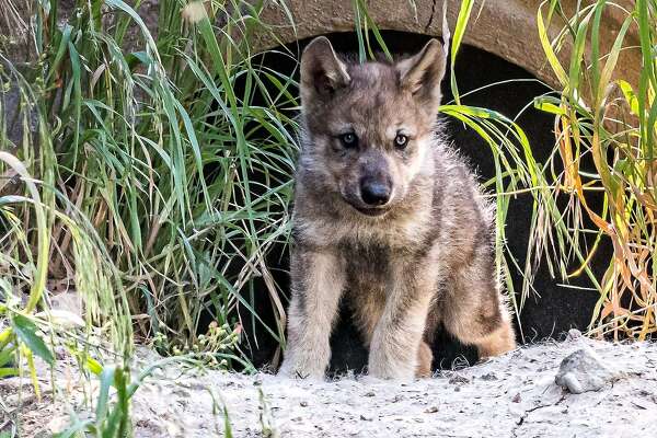 Gray wolf pups at Oakland Zoo symbolize 