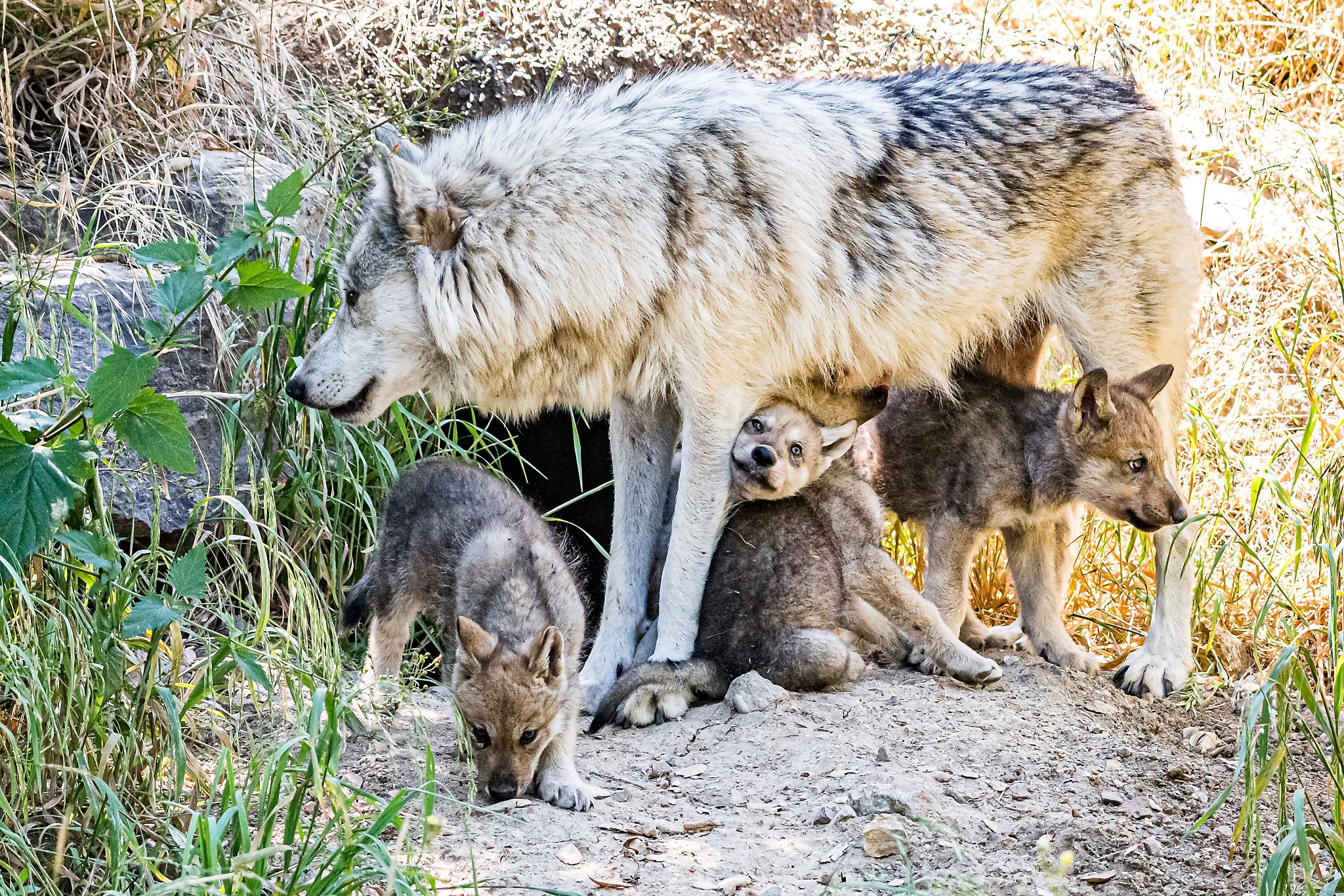 Gray Wolf Pups With Parents