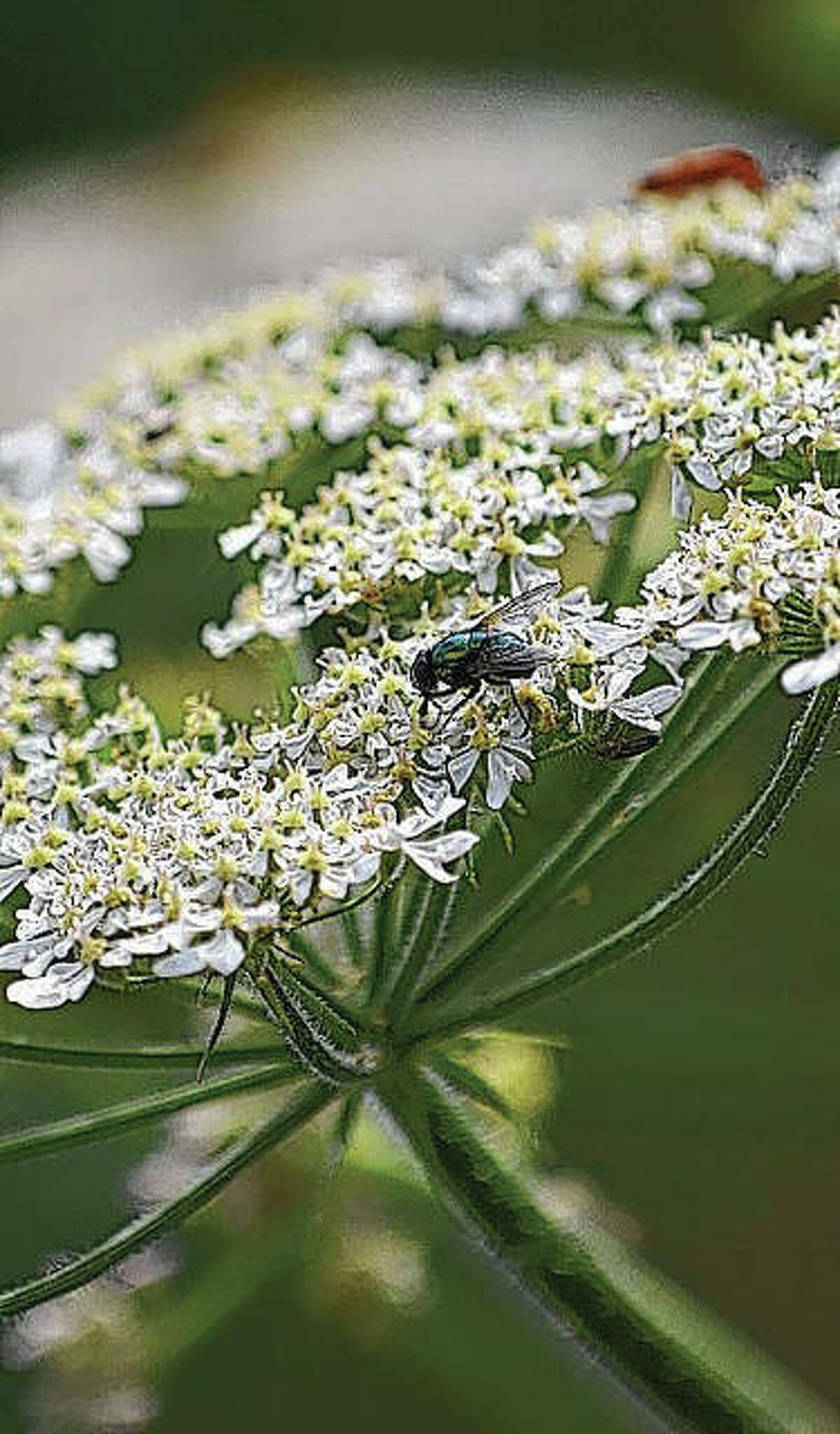 Invasive toxic plants popping up across region