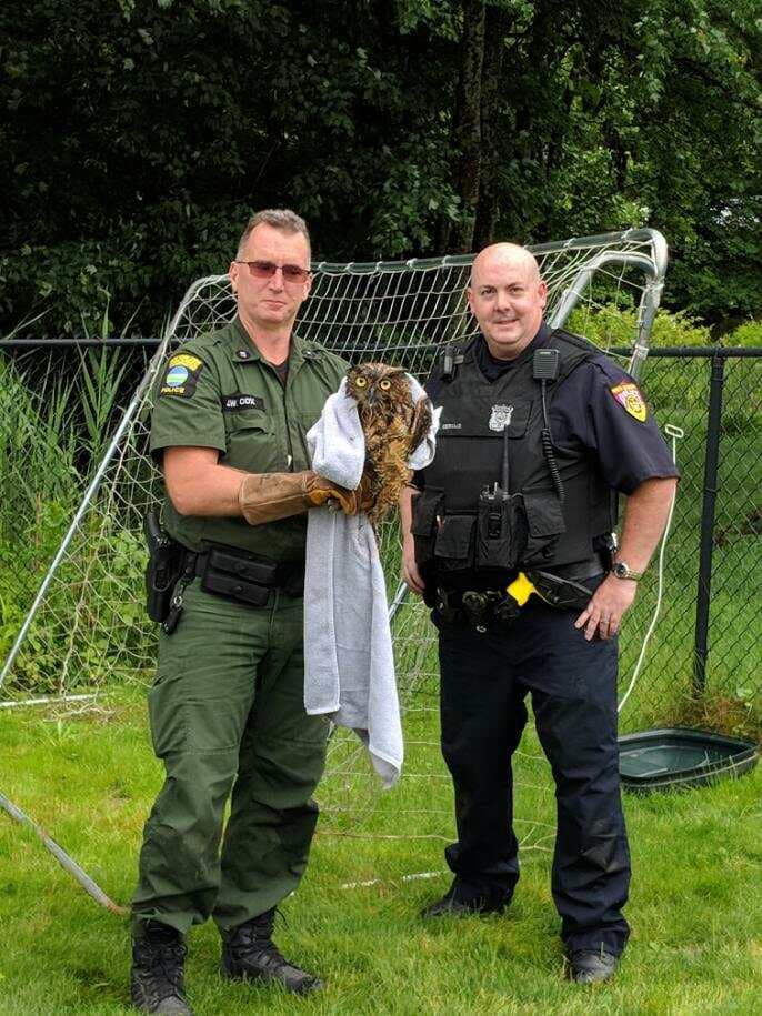Photos N. Greenbush, DEC officers rescue owl