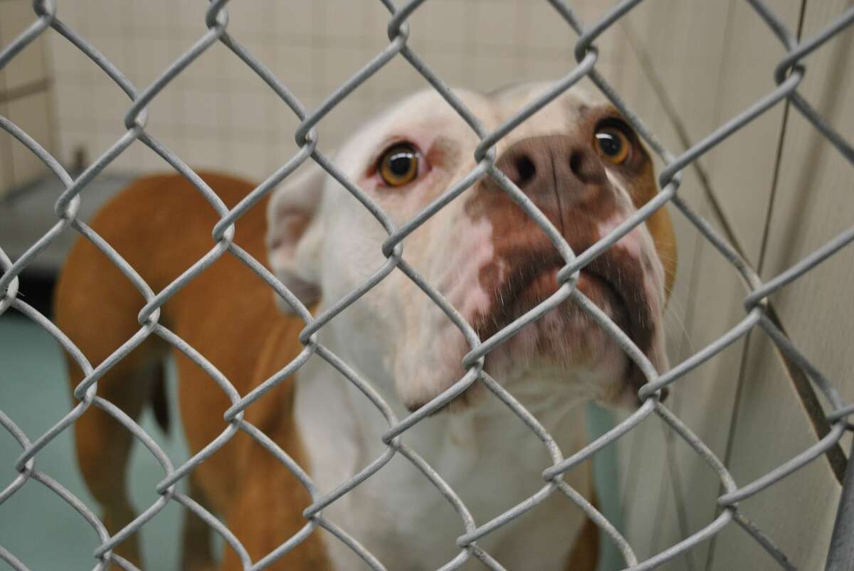 Crowded Pasadena animal shelter cuts price on animal adoptions to $25