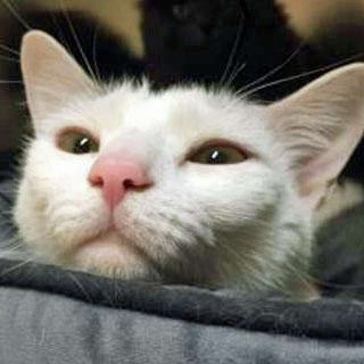 Milo