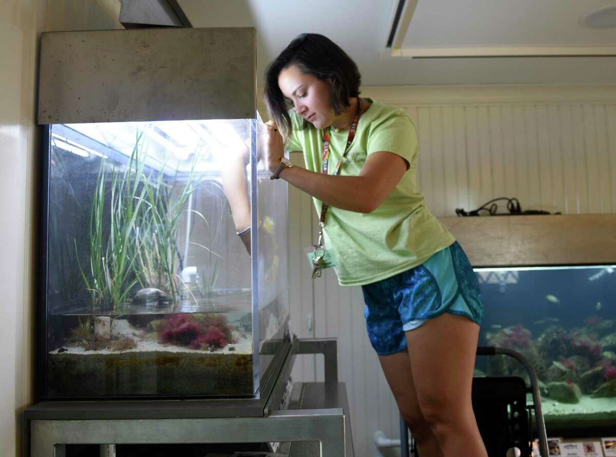 Seaside Center naturalist Alex Purcell cleans a fish tank at Greenwich Point Park's Seaside Center in Old Greenwich, Conn. Thursday, Aug. 9, 2018. The naturalists run the Seaside Center operation over the summer by leading talks, scavenger hunts, crafts, salt marsh walks, and managing a staff of interns. The Bruce Museum has opened the Seaside Center for the season at Greenwich Point Park. It is open from 11 a.m. to 5 p.m. Tuesdays through Sundays.