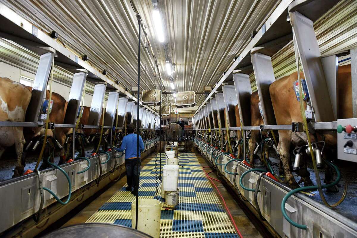 Cows are milked at Dutch Hollow Farm on Friday, June 28, 2019, in Schodack Landing, N.Y. (Will Waldron/Times Union)