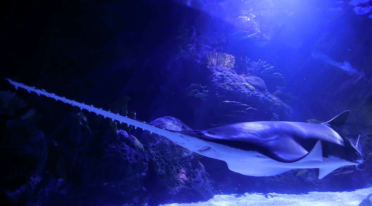 A sawfish at the Downtown Aquarium.