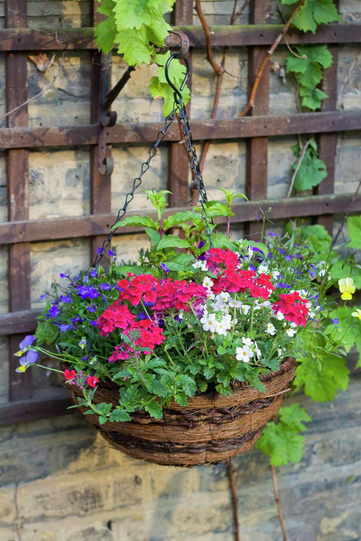 4 tips for planting and growing beautiful hanging baskets