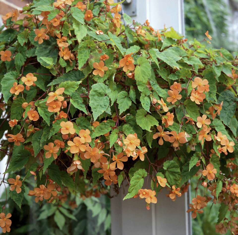 4 tips for planting and growing beautiful hanging baskets