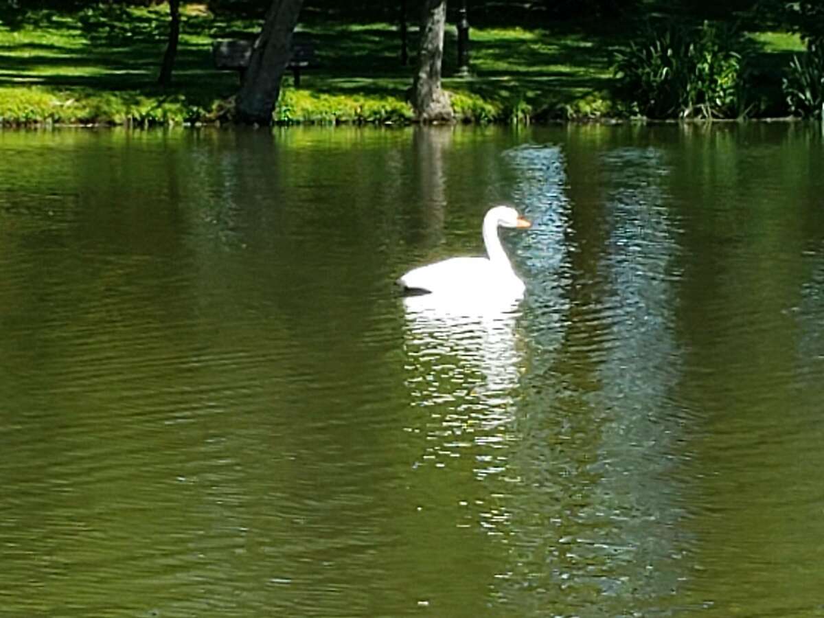 Eight fake swans have been placed around Tilley Pond Park in Darien to scare away geese.