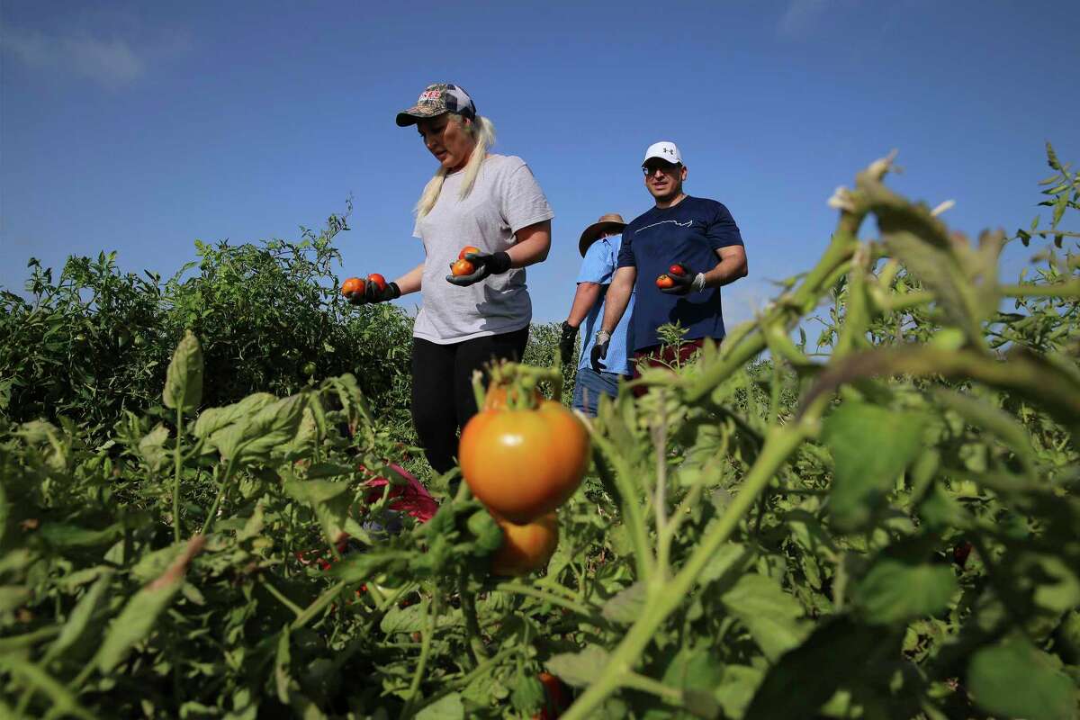 Jennifer Spalding (left) and Danny Garcia pick tomatoes at the San Antonio Food Bank on Saturday, June 29, 2019. Nearly 100 volunteers gathered at the Food Bank to harvest tomatoes, cantaloupes, watermelon and peppers. The Food Bank manages about 100 acres from three sites that produce about 300,000 pounds of produce each year. Volunteers - some individually and some with organizations like Security Service Federal Credit Union and Hyatt - fanned out to pick tomatoes, peppers, cantaloupe and watermelon growing on land beside the Food Bank. (Kin Man Hui/San Antonio Express-News)