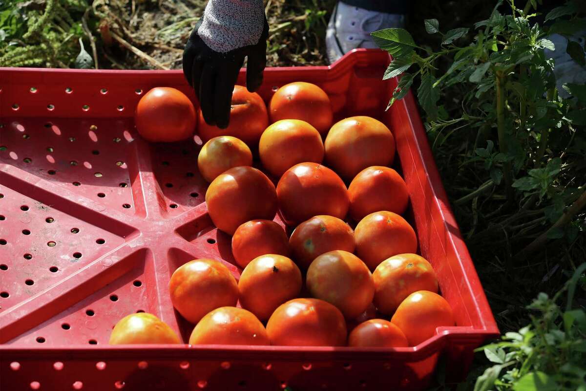 A volunteer drops a tomato into a flat while harvesting the fruit on Saturday, June 29, 2019. Nearly 100 volunteers gathered at the Food Bank to harvest tomatoes, cantaloupes, watermelon and peppers. The Food Bank manages about 100 acres from three sites that produce about 300,000 pounds of produce each year. Volunteers - some individually and some with organizations like Security Service Federal Credit Union and Hyatt - fanned out to pick tomatoes, peppers, cantaloupe and watermelon growing on land beside the Food Bank. (Kin Man Hui/San Antonio Express-News)