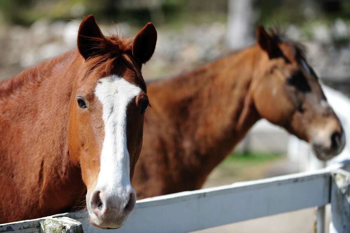 Where to go horseback riding in Connecticut