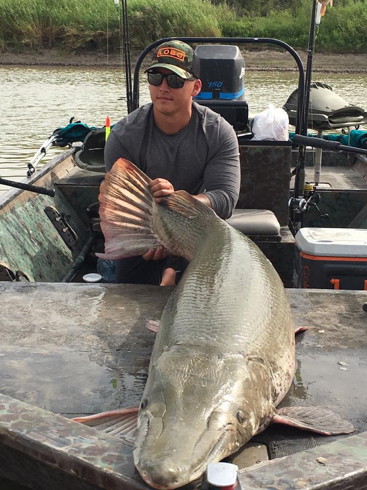 Large 7foot alligator gar caught in South Texas