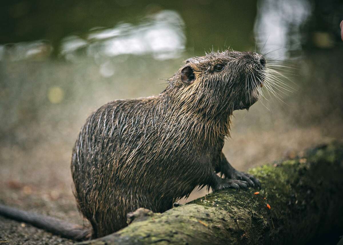 stuffed nutria