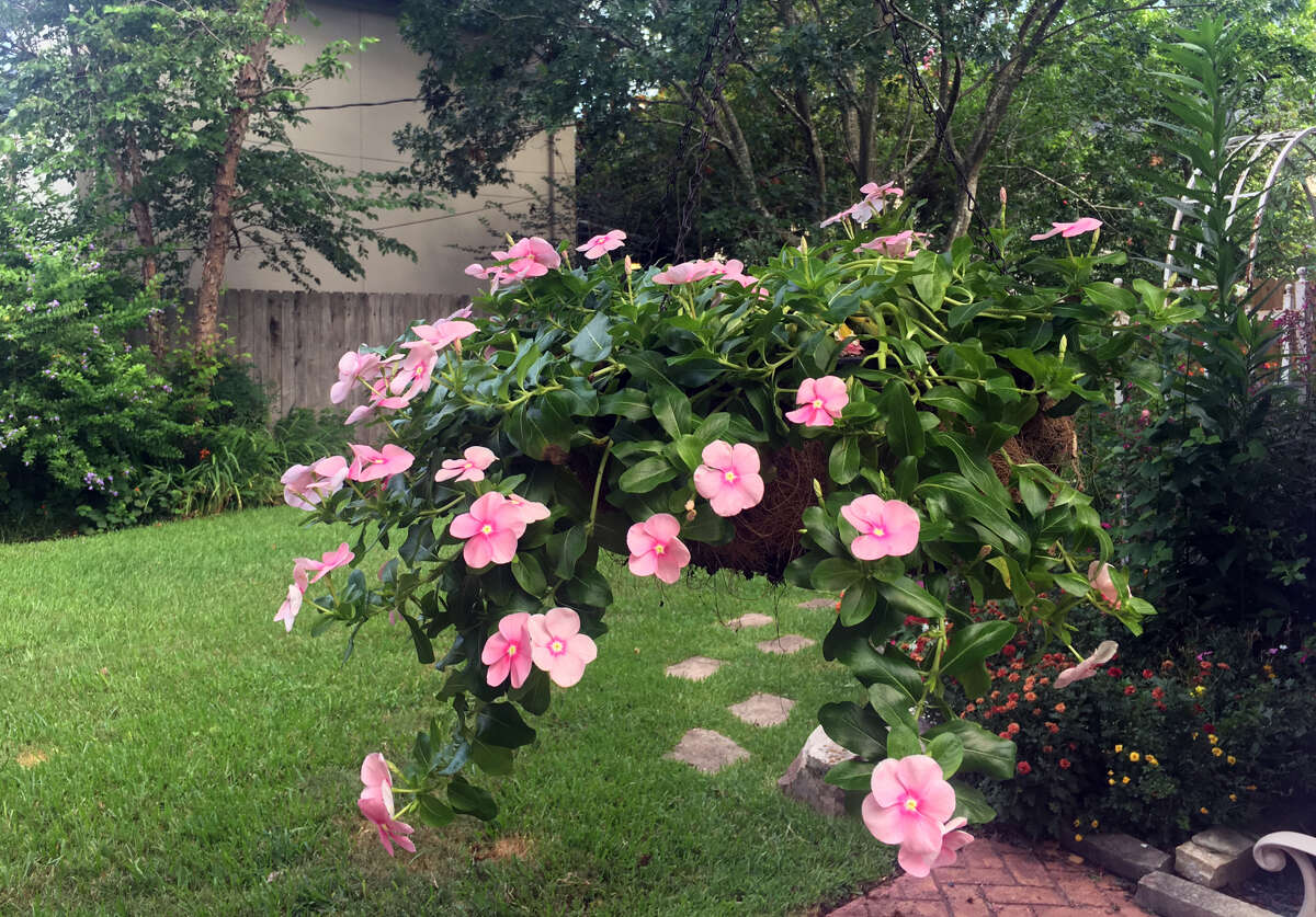 4 tips for planting and growing beautiful hanging baskets