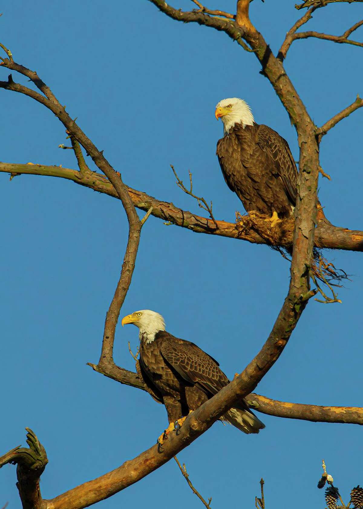 Houston Audubon Society seeks your nomination for the “Bird of Houston.” Should it be the bald eagle in honor of the Apollo 11 moon landing? Photo Credit: Kathy Adams Clark Restricted use.