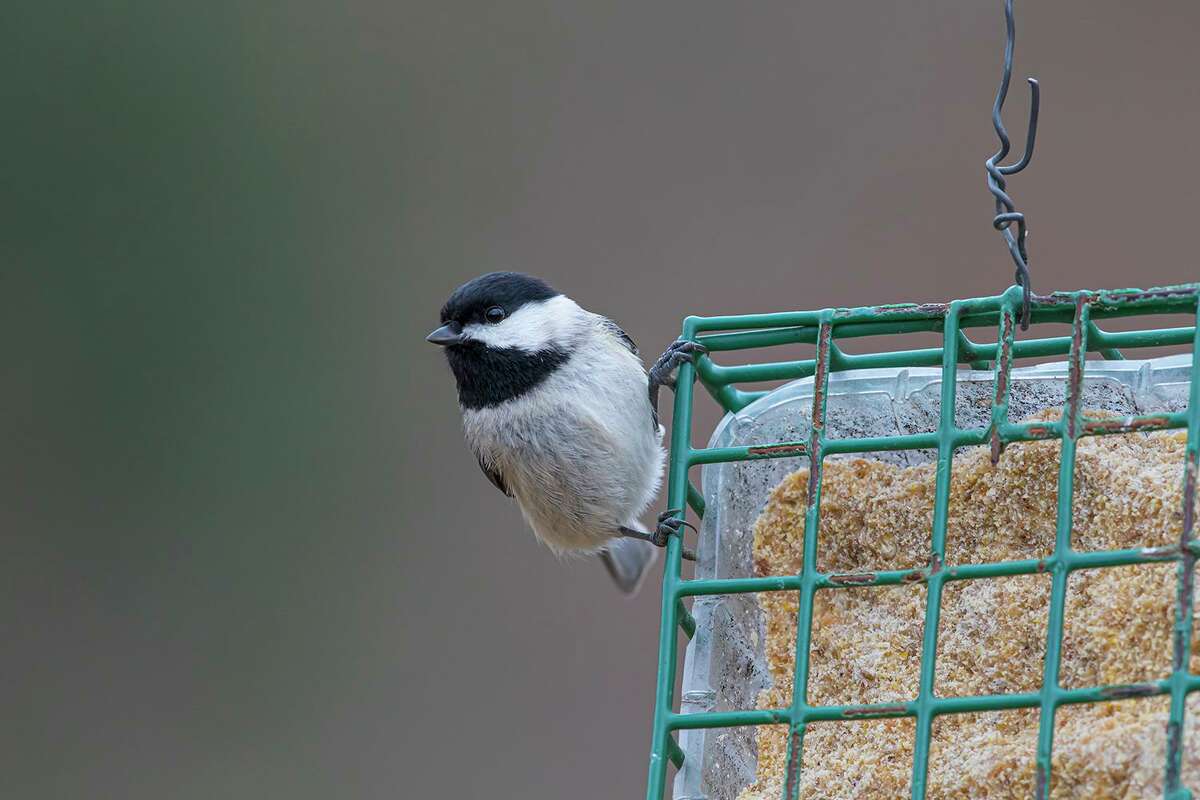 Houston Audubon Society seeks your nomination for the “Bird of Houston.” Should it be the Carolina chickadee that visits feeders throughout the city? Photo Credit: Kathy Adams Clark Restricted use.