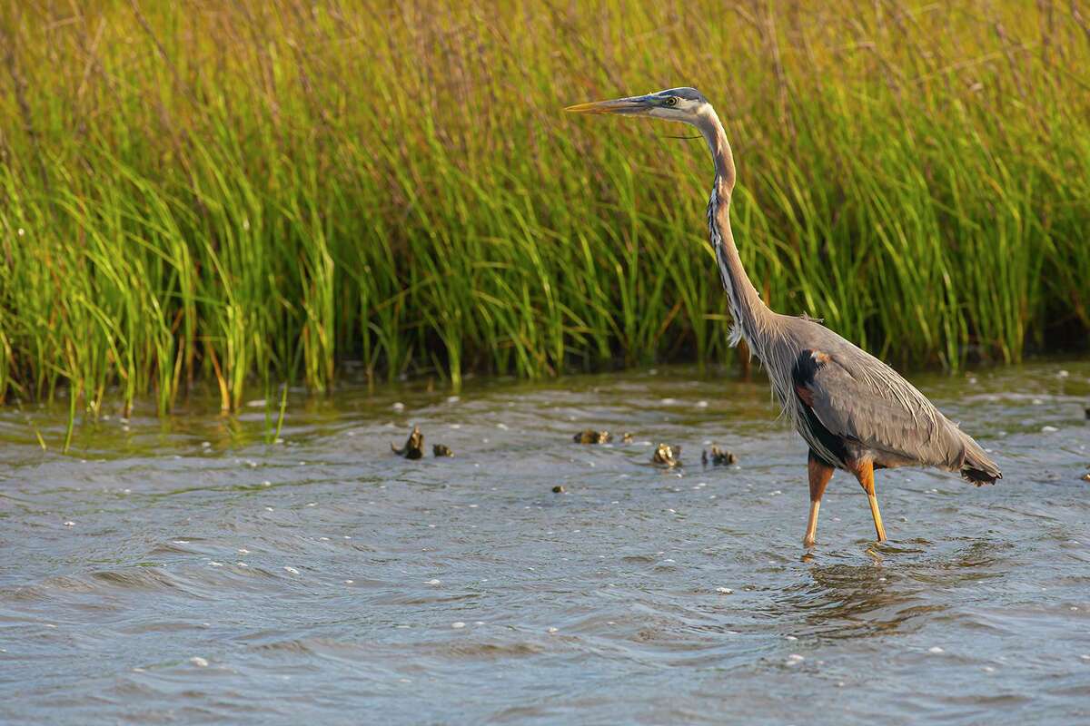 What’s the city bird of Houston?