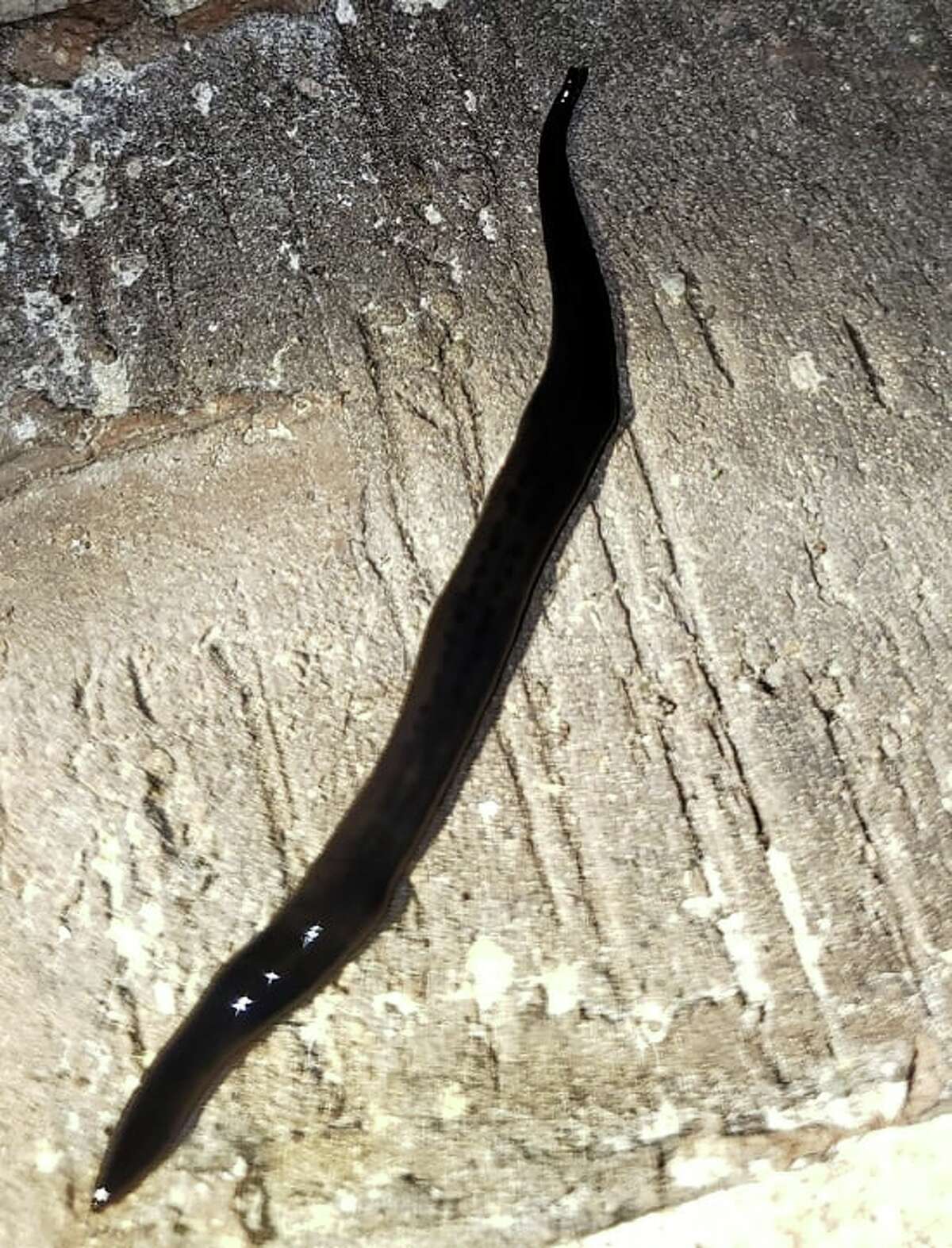 3 inch flat black worm